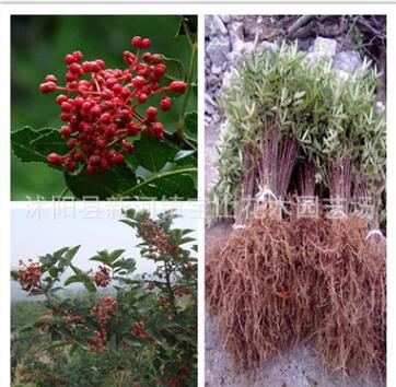 供應(yīng)優(yōu)質(zhì)大紅袍花椒苗 花椒樹(shù)苗批發(fā) 產(chǎn)地直銷 品種純正 現(xiàn)挖現(xiàn)賣