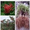 供應優(yōu)質大紅袍花椒苗 花椒樹苗批發(fā) 產(chǎn)地直銷 品種純正 現(xiàn)挖現(xiàn)賣