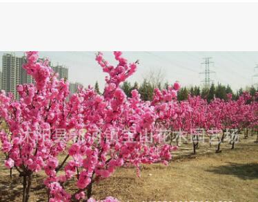 綠化苗木批發(fā) 榆葉梅 榆葉梅苗 庭院觀花植物 道路供應(yīng)綠化工程