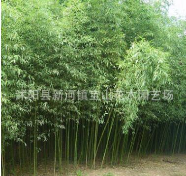 產(chǎn)地直銷青竹 青竹子 青竹苗 青皮竹子 公園庭院綠化竹子四季常青
