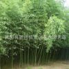 產(chǎn)地直銷青竹 青竹子 青竹苗 青皮竹子 公園庭院綠化竹子四季常青