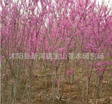 苗圃直銷 紫荊苗 紫荊小苗 叢生紫荊樹(shù)苗 獨(dú)桿紫荊 紫荊花 滿條紅