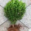 庭院綠籬植物造型樹小葉黃楊樹苗瓜子黃楊球盆景四季長青冬青樹苗