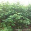 優質合歡樹苗 絨花樹 工程綠化苗木合歡樹小苗 耐寒耐旱耐