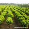 基地直銷工程綠化苗 灑金柏樹苗 彩色灌木灑金柏小苗 規格全