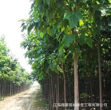 批發青桐樹苗 規格全 基地工程綠化苗 行道綠化青桐小苗 根系發達