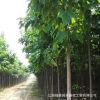 批發青桐樹苗 規格全 基地工程綠化苗 行道綠化青桐小苗 根系發達