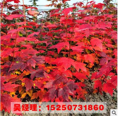 美國(guó)紅楓樹(shù)苗 園林綠化 批發(fā)彩色苗木 規(guī)格齊全 嫁接美國(guó)紅楓樹(shù)苗