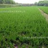 基地供應(yīng)綠化苗木刺柏小苗 檜柏苗 規(guī)格齊全10cm至800cm高