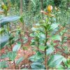 室內綠植花卉山茶 山茶花小苗綠化小苗 花卉盆栽赤丹茶花批發