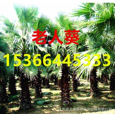 綠化苗木 棕櫚 棕櫚樹苗 老人葵 箬棕 毛棕 中華棕櫚小苗