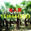 綠化苗木 棕櫚 棕櫚樹苗 老人葵 箬棕 毛棕 中華棕櫚小苗