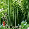 直銷各種優質竹子 四季常青 毛竹價格 規格齊全 量大優惠 毛竹類