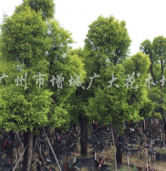 黃金香柳