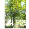 五角楓