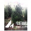 國槐 油松 白皮松 華山松 山楂 柿子
