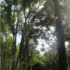 多桿樸樹