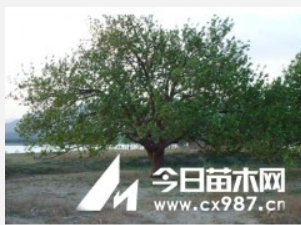 八棱海棠樹
