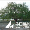 八棱海棠樹