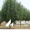 八棱海棠樹