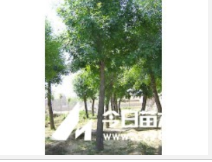 供應(yīng)濱州白蠟.速生白蠟