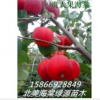 可食用的貴人果海棠 貴人果價格 貴人果接穗