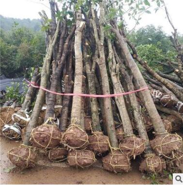 批發供應占地征收垃圾桂花樹切桿骨架苗小土球規格齊貨源足
