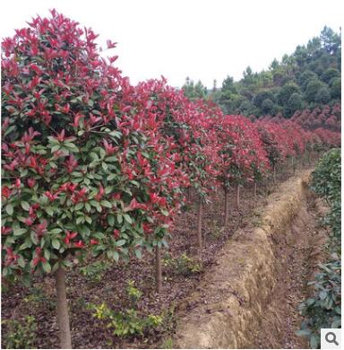 供應綠化喬木行道樹高桿紅葉石楠顏色紅艷樹冠飽滿土球完整易成活