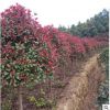 供應綠化喬木行道樹高桿紅葉石楠顏色紅艷樹冠飽滿土球完整易成活