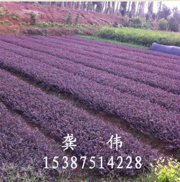 供應綠化灌木紅花繼木大圓葉 黑珍珠高24CM冠20公分樹好價優