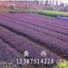 供應綠化灌木紅花繼木大圓葉 黑珍珠高24CM冠20公分樹好價優
