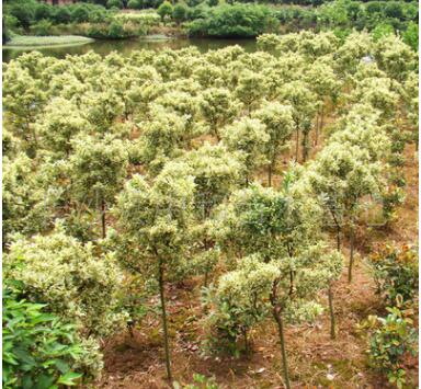 供應云南重慶廣西 綠化苗木冠20---40公分金邊黃楊