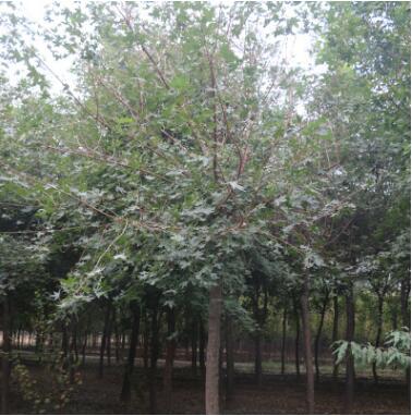 泰安 苗木基地大量種植五角楓 叢生五角楓 自產自銷優質五角楓