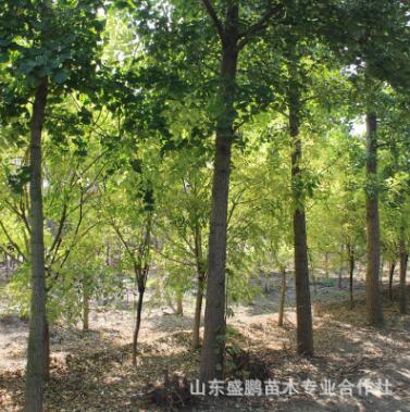廠家大量供應批發香花槐枝條茁壯 觀賞性好質量保證香花槐