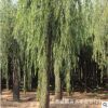 基地大量供應(yīng)柳樹(shù)苗適應(yīng)性強(qiáng) 耐旱生長(zhǎng)旺盛柳樹(shù)苗質(zhì)量保證