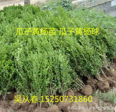 批發瓜子黃楊苗 基地苗圃小葉黃楊 瓜子黃楊球 綠化工程苗量