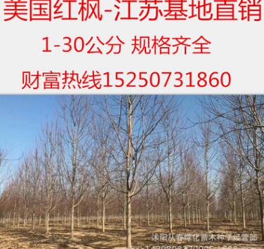 基地直銷美國紅楓樹苗 正宗秋火焰 綠化工程苗 紅楓小苗 美國紅楓