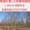 基地直銷美國紅楓樹苗 正宗秋火焰 綠化工程苗 紅楓小苗 美國紅楓