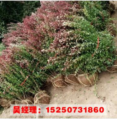 山東苗圃紅葉小波苗 紅葉小檗球 規格齊全基地批發綠化苗木