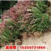 山東苗圃紅葉小波苗 紅葉小檗球 規(guī)格齊全基地批發(fā)綠化苗木