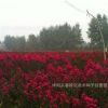 批發(fā)紅花紫薇 紫薇樹苗 美國(guó)紅火箭 美國(guó)紅火球 紫薇苗園林綠化