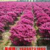 低價供應紅花繼木 紅花繼木小苗 園林綠化用苗 花色優(yōu)美 苗圃直銷