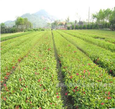 批發(fā)工程綠化苗木 紅王子錦帶 錦帶花 山東苗圃 紅王子錦帶苗