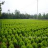 江蘇苗圃灑金柏苗 灑金柏小苗 庭院綠化彩色綠化苗木 量大優(yōu)惠