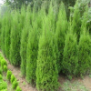 植物生帶的生產(chǎn)