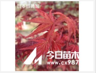 山東日照供應(yīng)1000棵日本紅舞姬紅楓