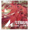 山東日照供應(yīng)1000棵日本紅舞姬紅楓