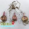 室內桌面綠植盆栽種球花卉