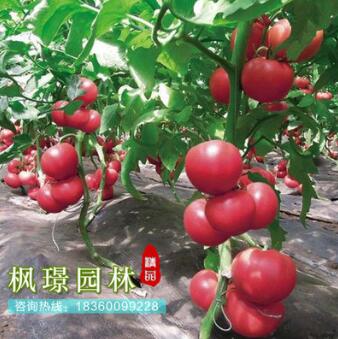 蔬菜種子優質西紅柿種子番茄種子洋柿子種子番柿六月柿陽臺種植