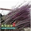 批發基地紫荊 紫荊小苗 紫荊樹苗批發 綠化工程 紫荊規格齊全